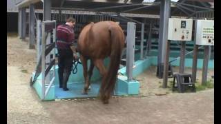 hoefbevangen paard in revalidatie bij Health 4 Horses wmv [upl. by Anwahsit]