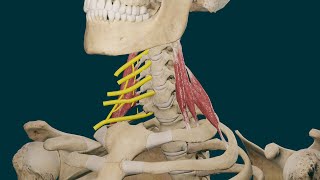 Músculos Escalenos Origen Inserción Función e Inervación [upl. by Raine406]