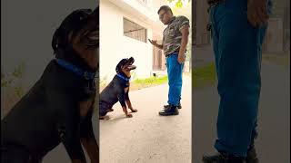 Rottweiler 14 गिनती session 432 shorts dogobedience doglover [upl. by Neall]