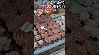 세종다육 01044061013 예쁜 다육이 succulents [upl. by Josee]