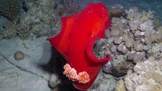 Sea Slugs Red Sea  Meeresschnecken Rotes Meer Nudibranch Nacktkiemer Nudibranchia [upl. by Ariahaj]