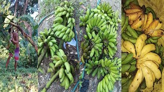 Yummy tundan banana from my backyard delicious fruits [upl. by Llednav]