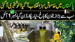 Big Olive oil Extraction in Pakistan  Olive oil Farming  Made In Pakistan [upl. by Meier]