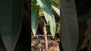 viralvideo beautifulplants gardening harvesting homegardening fruitplant organicgarden [upl. by Sabah300]