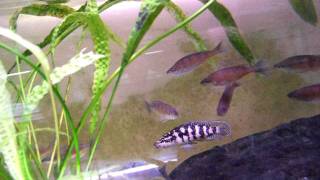 Cyprichromis zonatus Chituta Zebraavi [upl. by Unders994]