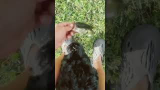 Fishing everglades catchingfish fish catching bass bass fishing dog fyp ￼ [upl. by Anatnahs]