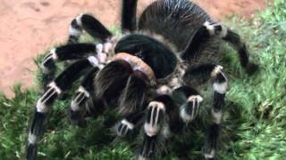 Acanthoscurria geniculata [upl. by Wendell]