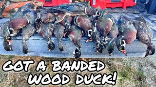 Georgia Wood Duck Hunting 2023  5 Man Limit with a BAND [upl. by Ykcim797]