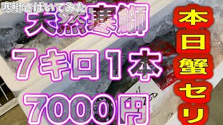 『天然！7キロぶくぶく寒鰤が7000円！』令和6年12月4日の激安魚屋福井県敦賀市相木魚問屋 [upl. by Hsevahb]