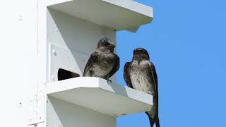 Purple Martins Rice Lake NWR [upl. by Girovard]