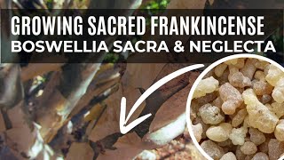 Ancient Medicinal Tree you Should be Growing  Frankincense [upl. by Rennold]