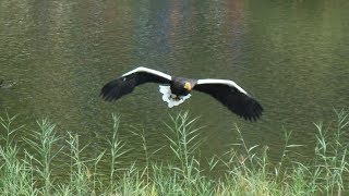 Vogelshow  Vogelpark Avifauna [upl. by Spenser]