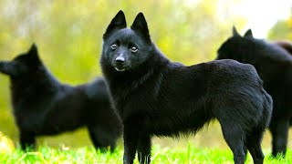 Schipperke  Ultimate Breed Facts You Need To Know [upl. by Aicirt]