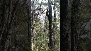 Climbing Pine Trees to Harvest Pine Cones  Unique tools to boost efficiency and streamline work [upl. by Agbogla858]