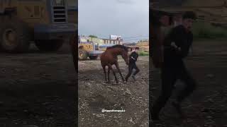 Hippotherapy Horse riding horsevideo horseride horserider horses horse funny sporthorses [upl. by Thorlie440]