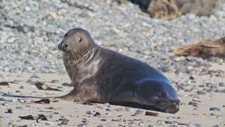 Kegelrobben auf Helgoland Teil 2 [upl. by Misha680]