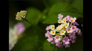 Lantana Flower💐Varieties Air Layering🌱Plant Successflowers airlayering garden satisfying 4k [upl. by Chandless572]