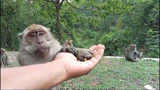 kera babon besar yang manja monkey [upl. by Ellehsor517]