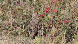 Custer State Park Wildlife [upl. by Enirhtac626]