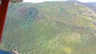 Forests on North Vancouver Island becoming infected by the Budworm and Turning Trees Brown [upl. by Garry]