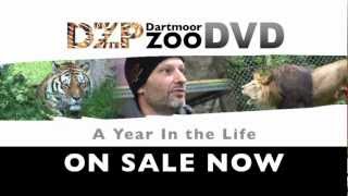 DARTMOOR ZOO DVD TASTER 1 [upl. by Ahsikcin609]