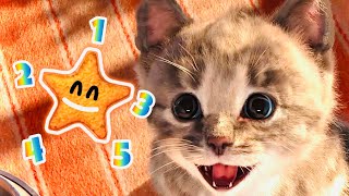 LITTLE CAT STORY  LITTLE KITTEN MY FAVORITE CAT NEED A HOME EDUCATION CARTOON ANIMATION FOR KIDS [upl. by Einnod]