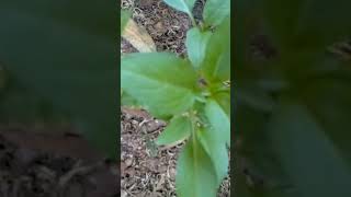 Basil growing in a pot mytakeonhomeandgarden gardening livegreenandloveyourgreens [upl. by Berlinda601]