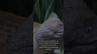 Eel Unknown Facts eel eels oceanlife marinelife animalfacts [upl. by Caty]