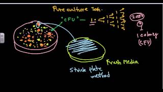 Pure culture isolation techniques [upl. by Nealey]