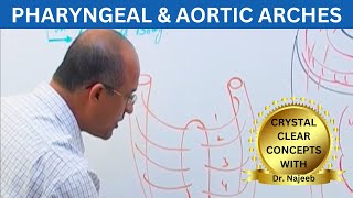 Pharyngeal and Aortic Arches  Embryology🩺 [upl. by Teodora]