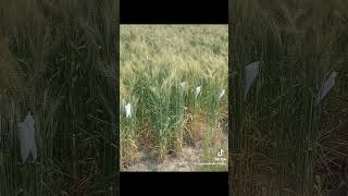 Hybridization techniques in wheat breeding hybridization [upl. by Ida]