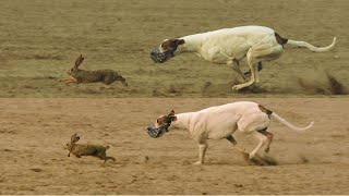 Greyhound Coursing 2022  dog chasing rabbit  coursing race [upl. by Theta169]