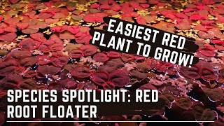 The Easiest Red Aquarium Plant to Grow  Species Spotlight  Red Root Floater [upl. by Uolyram]