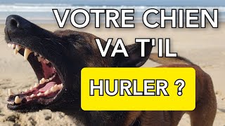 Bruit pour faire aboyer son chien  Malinois qui aboie [upl. by Budding]