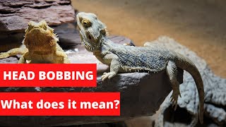 Bearded Dragon Head Bobbing  Is This A Problem 3 Common Reasons Explained [upl. by Llennaj]