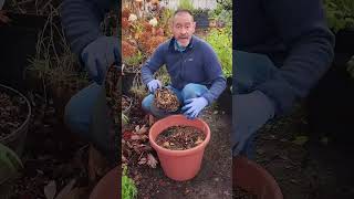 Mulching Perennials Herbaceous vs Hardwood [upl. by Alekal]