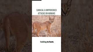 caracal cats are prone to unprovoked attacks on humans cat caracalcat shorts [upl. by Hope]