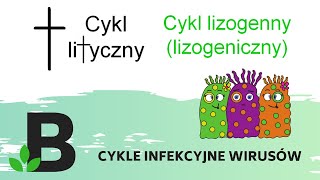 Cykl lityczny i cykl lizogenny  lizogeniczny wirusów  Wirusy  KOREPETYCJE z BIOLOGII  318 [upl. by Beisel]