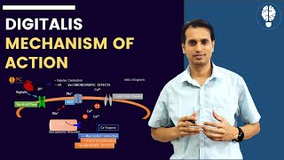 Digitalis  Mechanism of action of Digitalis in Animation  Digitalis Pharmacology [upl. by Attenej512]