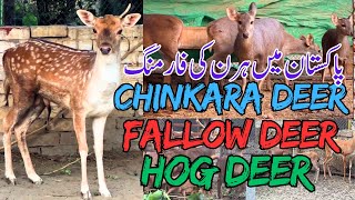 Deer Farming in Pakistan  Chinkara Deer  Hog Deer  Fallow Deer  Muslim Wildlife Breeding Farm [upl. by Ajnin485]