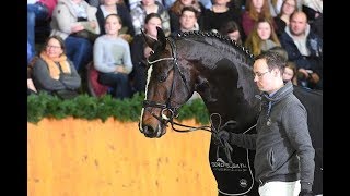 Spirit of the age OLD 2004 by Stedinger  Donnerhall Stallion Show Sosath 2018 [upl. by Mccready655]