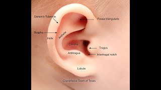 EAR ACUPUNCTURE  AURICULOTHERAPY 10 Points of Helix amp Antitragus [upl. by Eelinej]