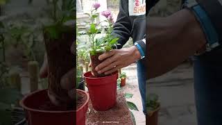 How to plant a flower plant in a pot flower plantation gardening shortsvideo shortvideo short [upl. by Thurmond]