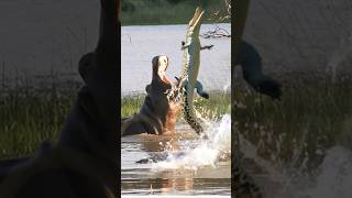 Croc attacked by group of Hippos [upl. by Toffic]