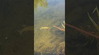 PIKE FISHING 🎣 fishing pike spinning [upl. by Lawton471]