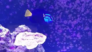 Reef updateCarbon amp HLLE effects on Hippo Tang [upl. by Akimal]