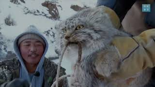 Wild pallas cat in the snow of Mongolia  Animal Instincts [upl. by Ilram]