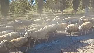 rancho Los chipotes pastoreo de borregas [upl. by Euphemia]