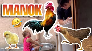 MANOK [upl. by Sudnor]