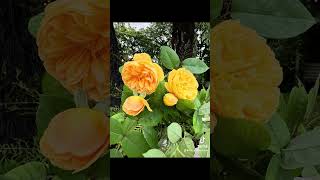 An all new best of collection 15 davidaustinroses for challenging spots in the garden [upl. by Maidel573]